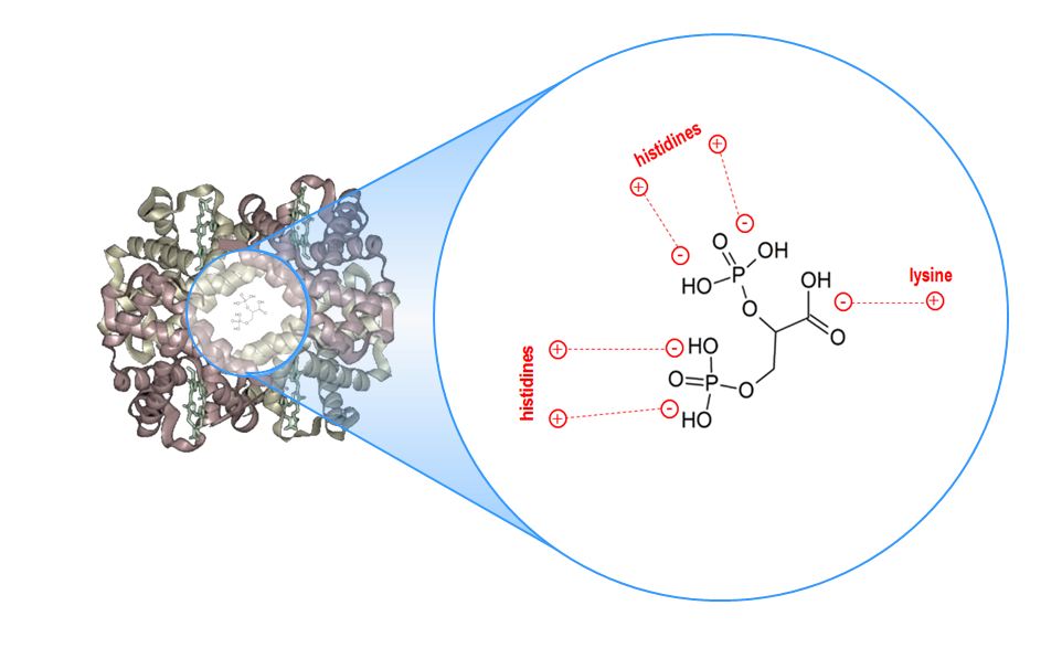 factors-affecting-the-affinity-of-hemoglobin-for-oxygen-2022